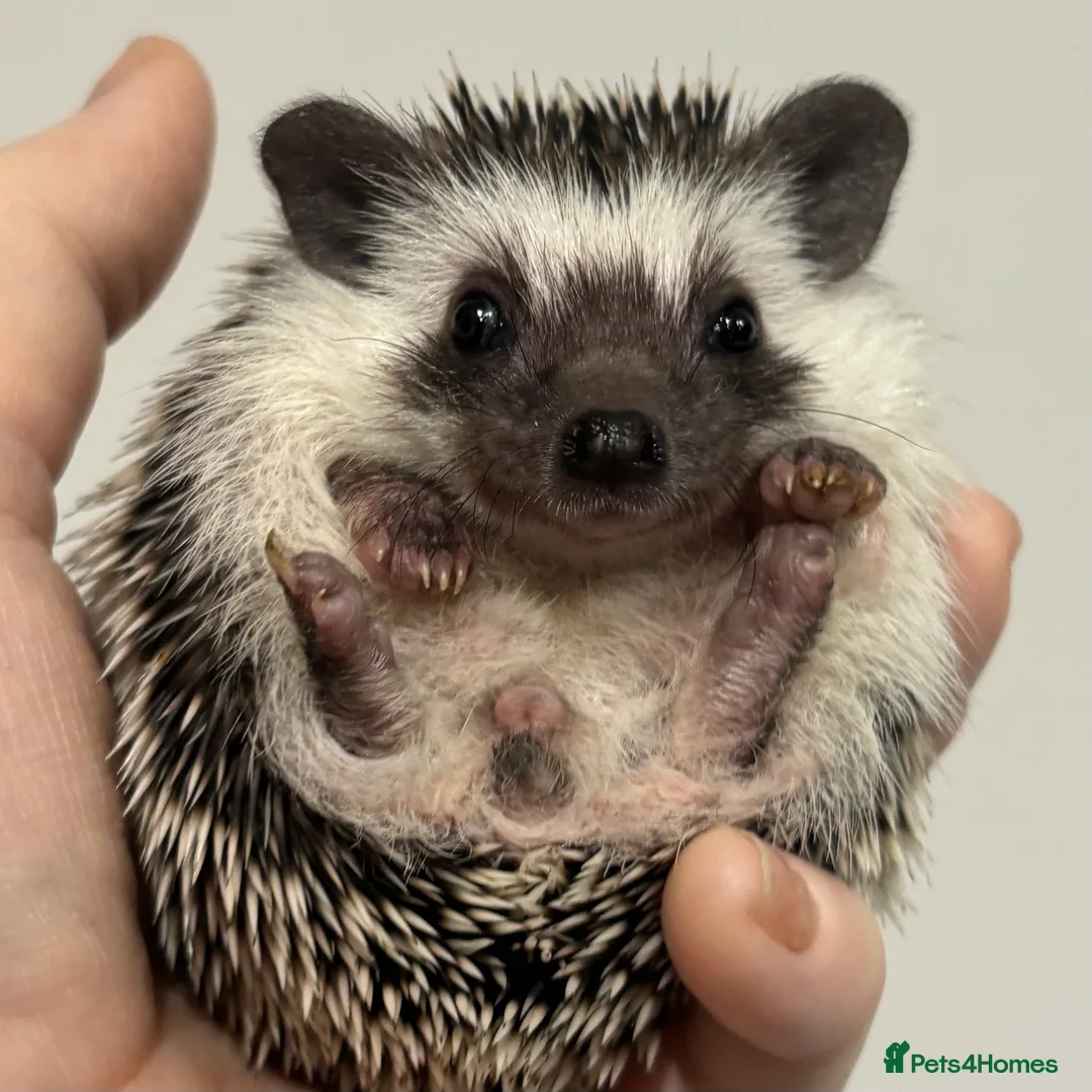 Pygmy Hedgehog rodents for sale: Girls Boys Ethically Bred African Pygmy Hedgehogs - Advert 10