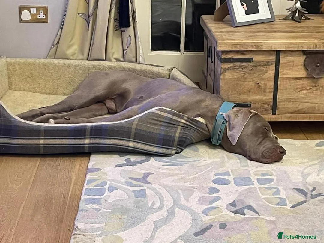 Weimaraner dogs for adoption: Meet Bruno, currently residing in Surrey - Advert 9