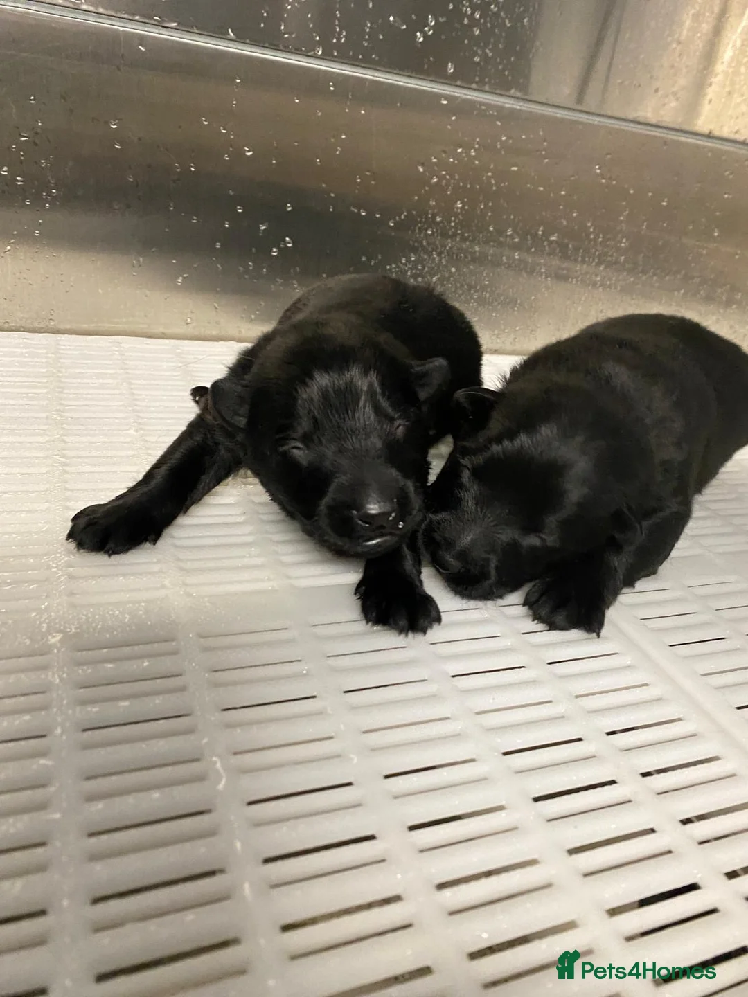 German Shepherd dogs for sale: Short haired German shepherd pups - Advert 12