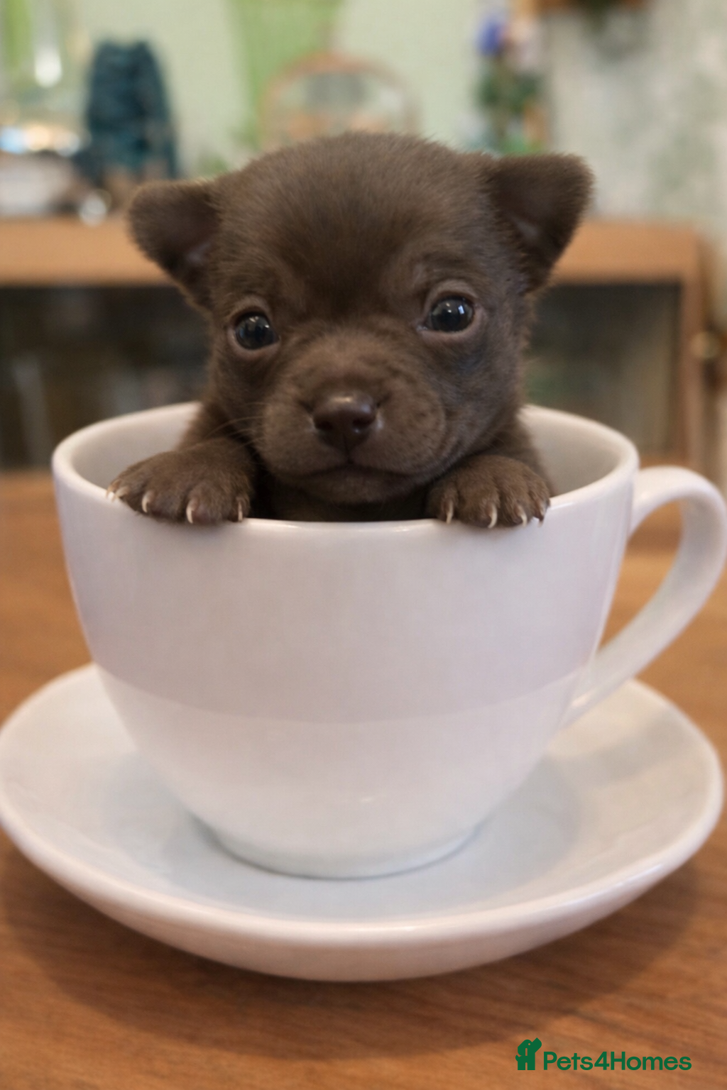 Chihuahua dogs chihuahua puppies  - Advert 1