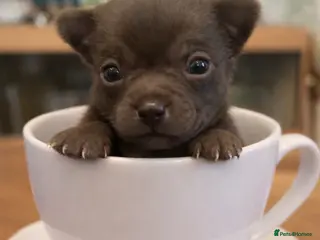 Chihuahua dogs chihuahua puppies - Advert 1