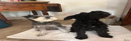 Miniature Schnauzer dogs for sale: Miniature schnauzer puppies for sale  - Advert 6