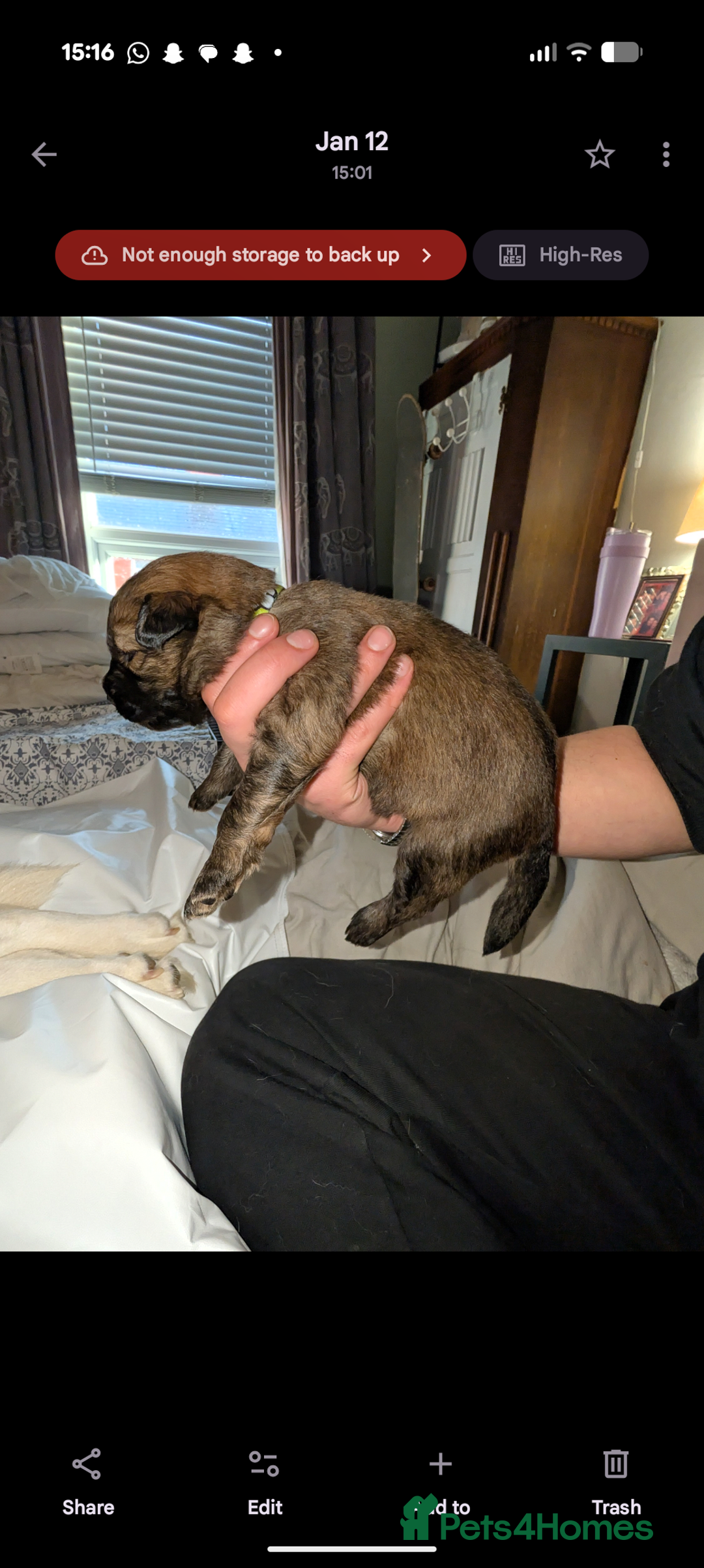 Mixed Breed dogs for sale: Gerhusky kelpie Labrador mix - Advert 24