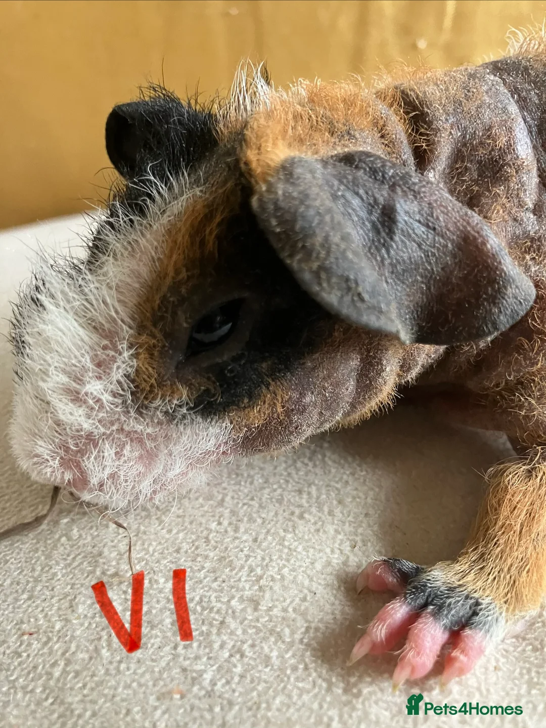Guinea Pig rodents for sale: Well handled skinny pigs.  - Advert 2