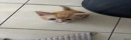 Mixed Breed cats for sale: Kittens for Sale  - Advert 8