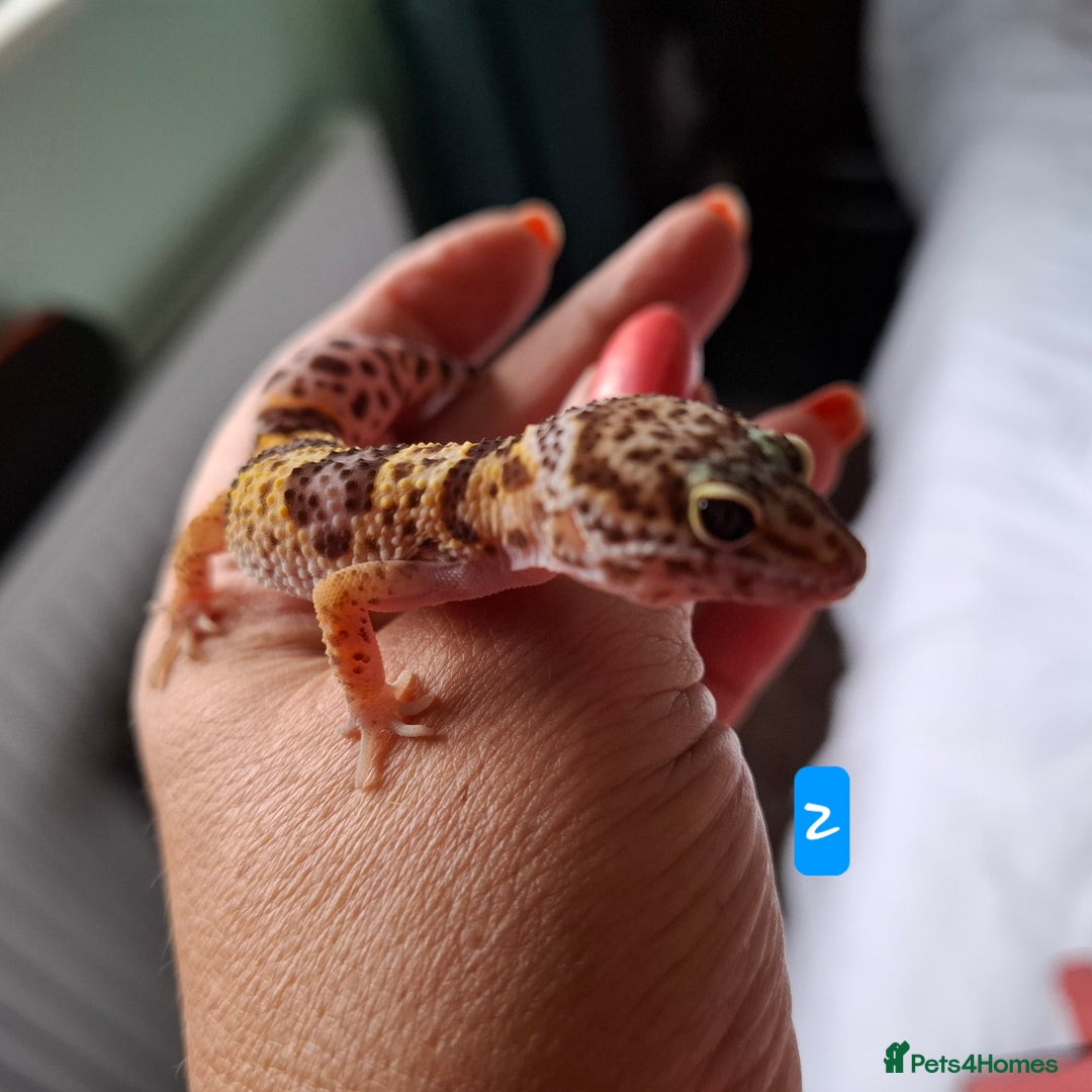 Gecko reptiles for sale: Leopard gecko babies - Image 4