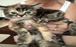 European cats for sale: Beautiful kittens  - Image 7