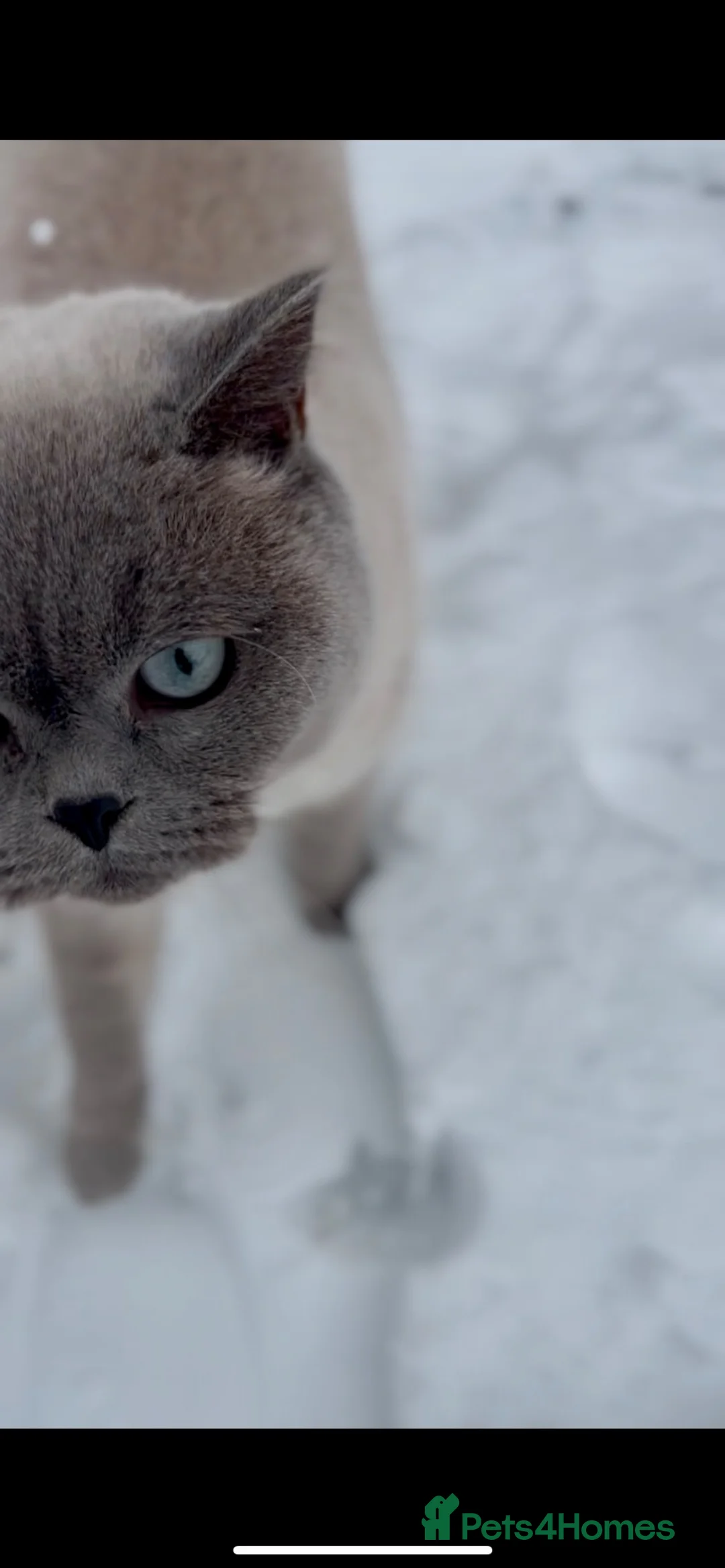 British Shorthair cats for sale: Grey British Shorthair Full Breed  - Advert 6