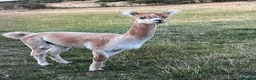 Alpaca livestock for sale: BAS registered male Alpaca for sale - Advert 2