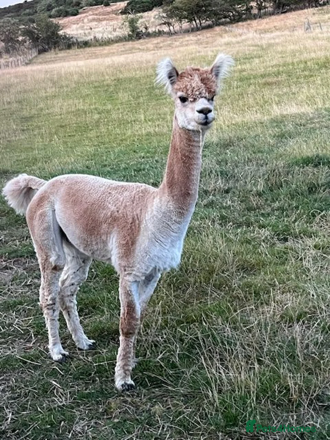 Alpaca livestock for sale: BAS registered male Alpaca for sale - Advert 2