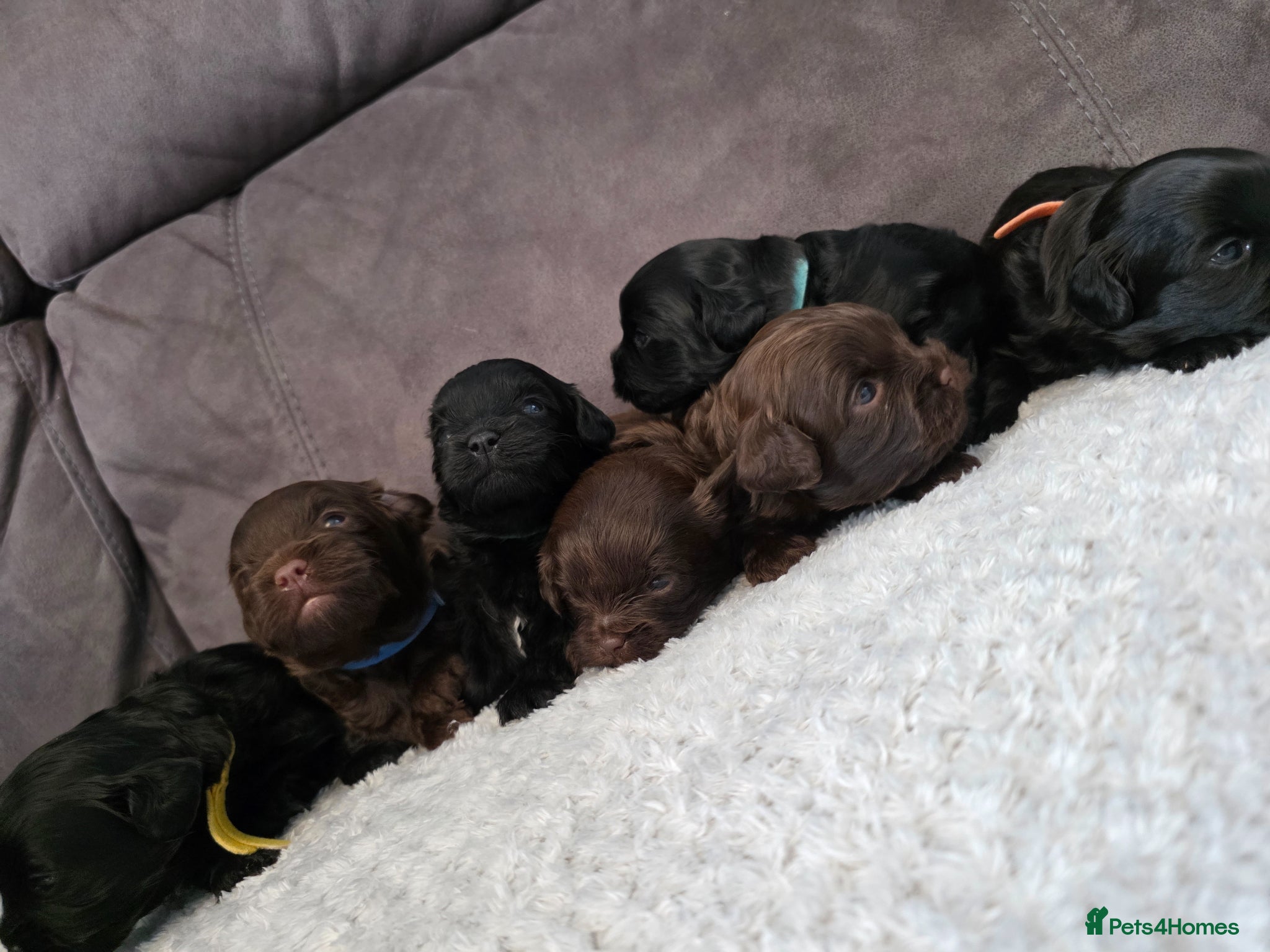 Shihpoo dogs Shihpoo puppies  - Advert 1