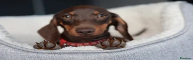 Dachshund 3