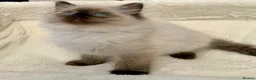Ragdoll cats for sale: CHAMPION BLOODLINE RAGDOLL KITTENS 🥇🏅 - Advert 3