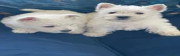 West Highland Terrier dogs for sale: Royal kennel club registered west highland white  - Advert 16