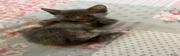 Mixed Breed cats for sale: Beautiful litter of kittens for sale. - Advert 1