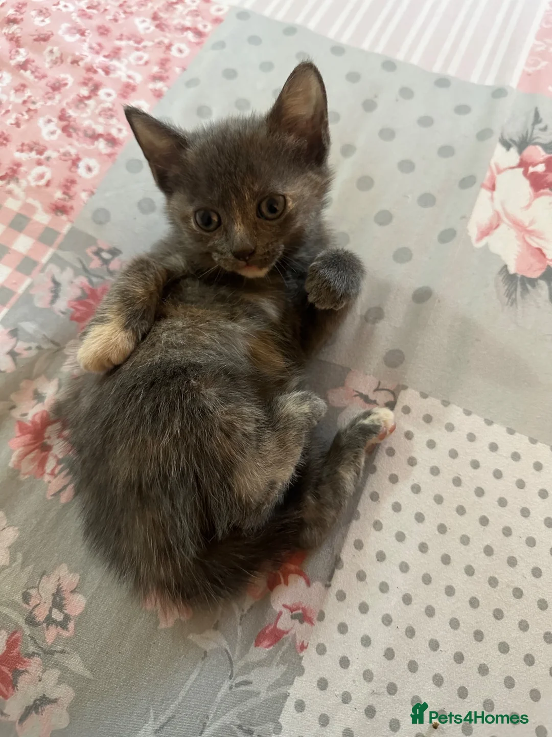Mixed Breed cats for sale: Beautiful litter of kittens for sale. - Advert 1