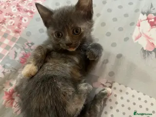 Mixed Breed cats Beautiful litter of kittens for sale. - Advert 9