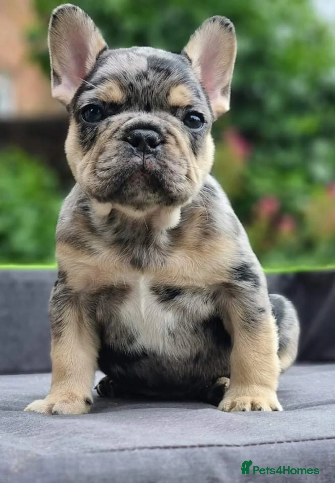 French Bulldog dogs for stud: HEALTH TESTED BLUE MERLE & TAN STUD CARRYING COCOA in Boston - Advert 11