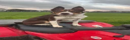Border Collie dogs for stud: ISDS Red & Tan border collie stud  - Advert 2