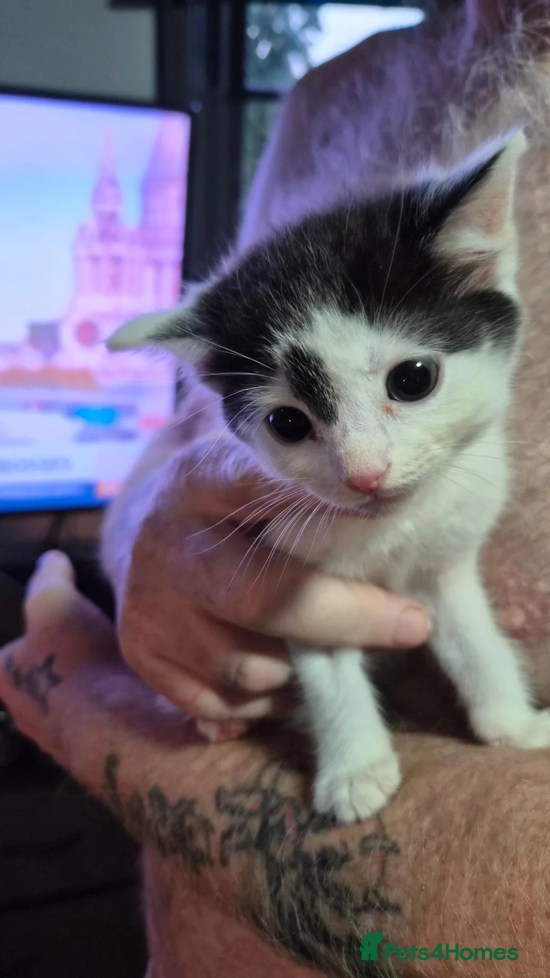 Mixed Breed cats for sale: 3 beautiful kittens  - Advert 2