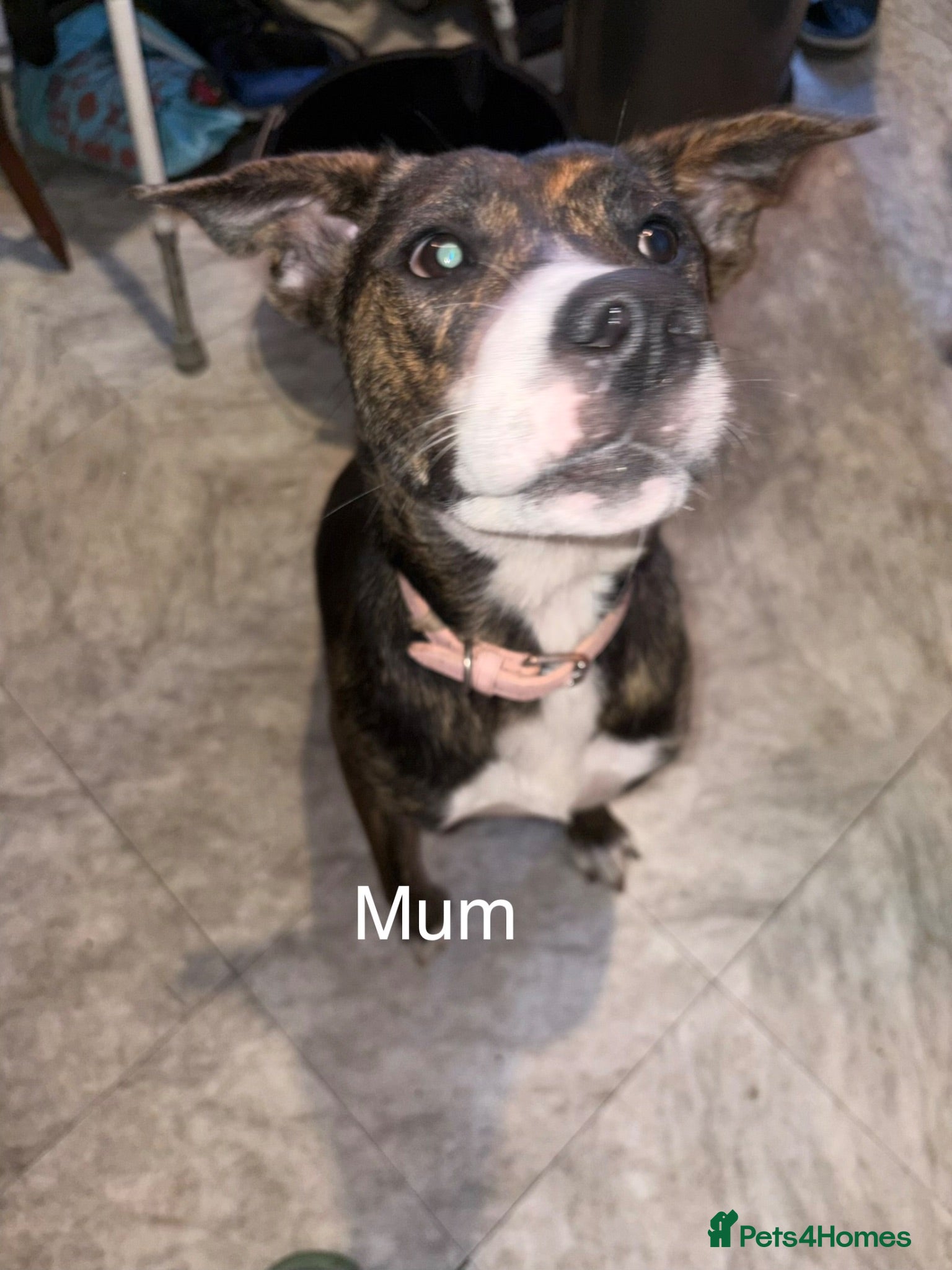 Mixed Breed dogs 9 Beautiful puppies for sale - Advert 1