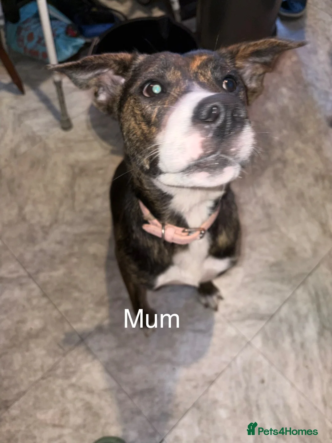 Mixed Breed dogs for sale: 9 Beautiful puppies for sale - Advert 1