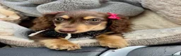 Miniature Dachshund dogs for sale: Premium quality Minature Daschunds | DNA Tested  - Advert 3