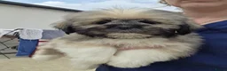 Lhasa Apso dogs for sale: Lhasa Apso Puppies  - Advert 5