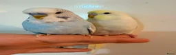 Budgerigars birds for sale: 🐦 Budgies Available 🐦 - Advert 3