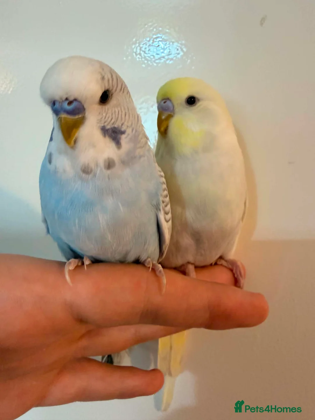 Budgerigars birds for sale: 🐦 Budgies Available 🐦 - Advert 3