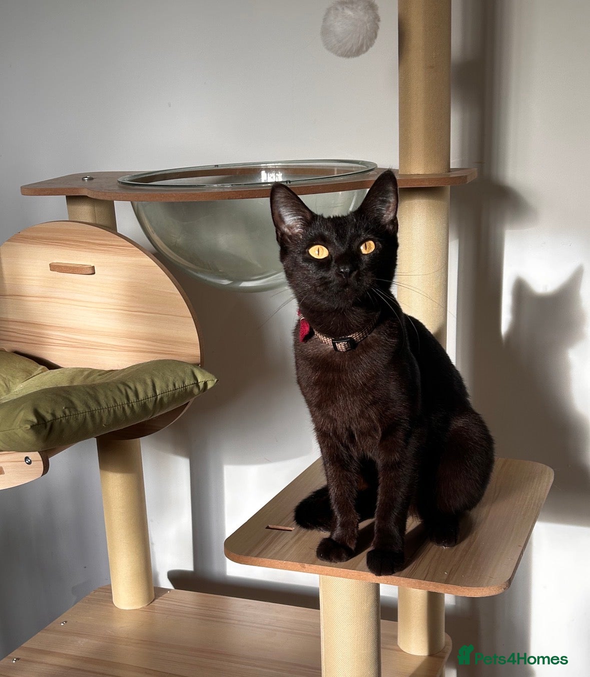 Mixed Breed cats Female black cat - 3 years old - rehoming - Advert 10