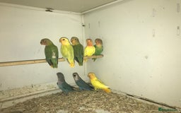 Lovebirds birds for sale: Peach face lovebirds  - Image 3