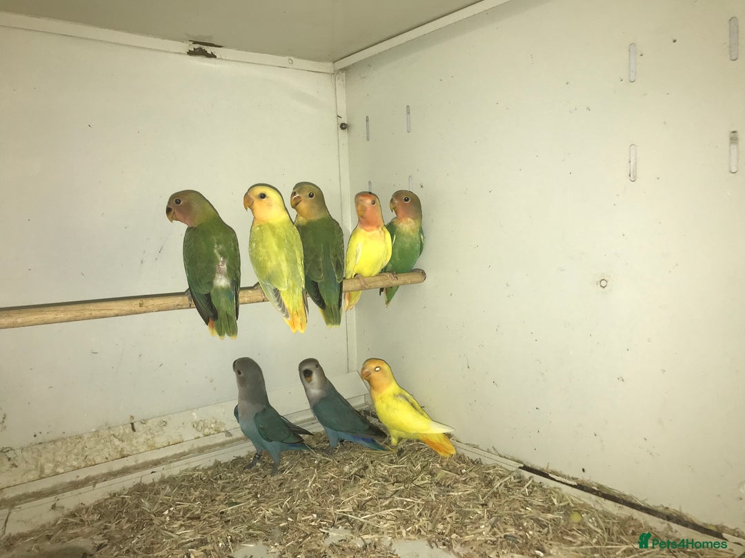 Lovebirds birds for sale: Peach face lovebirds  - Image 3