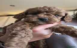 Cavapoo dogs for sale: 🌟 Rare Tiny Toy Cavapoo's F1B 🌟ready next week  - Image 30