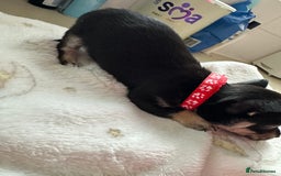 Mixed Breed dogs for sale: Jack chi puppies - Image 4