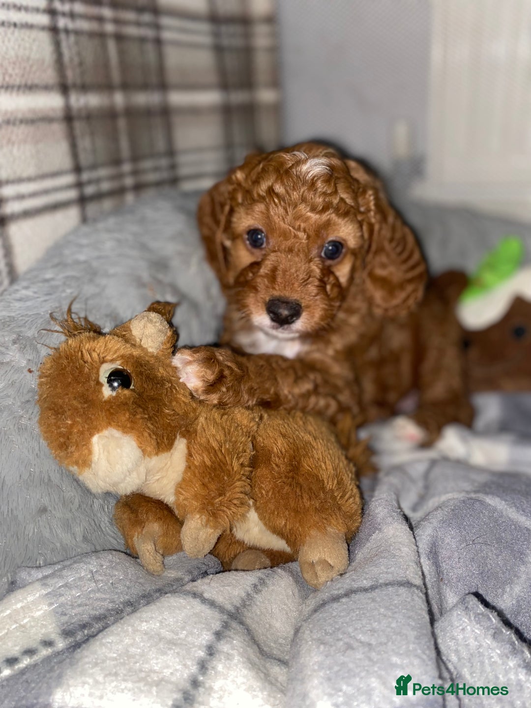 Cockapoo dogs for sale: ADD UPTO DATEREAD IN FULL  - Advert 14