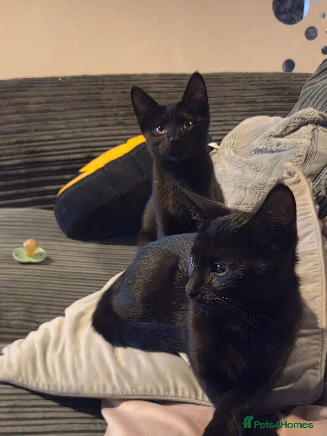Mixed Breed cats for sale: Ronnie and Reggie - Advert 2