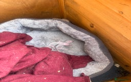 Ferret rodents for sale: Ferret kits for sale  - Image 6