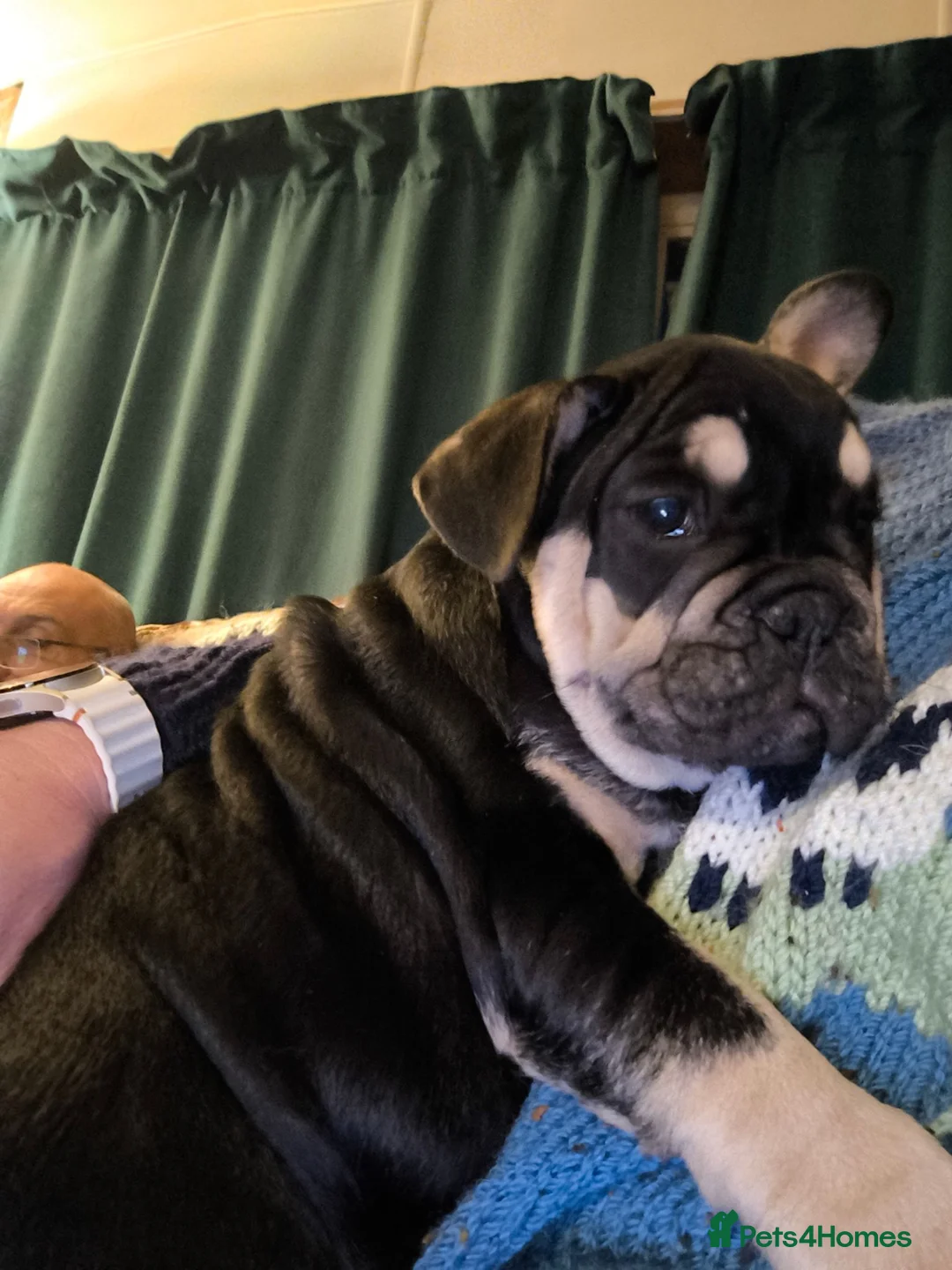 Mixed Breed dogs for sale: French bulldog x English bulldog  - Advert 2