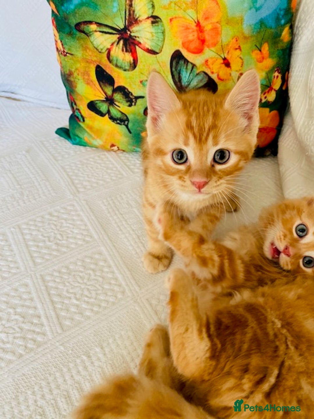 Ragcoon cats for sale: Beautiful Ginger Tabby Ragcoon kitten for sale  - Image 3
