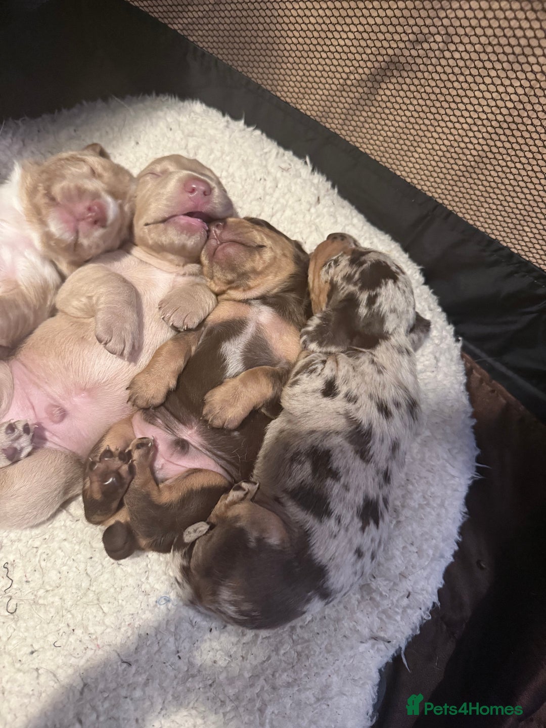 Mixed Breed dogs for sale: Adorable Daschund x spaniel pups  - Advert 15