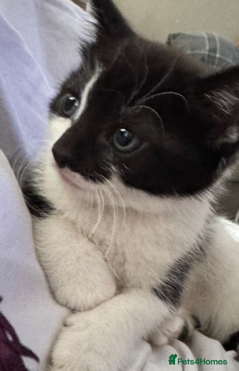 Mixed Breed cats ONE LEFT friendly kittens ready for forever homes  - Advert 5