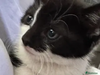 Mixed Breed cats ONE LEFT friendly kittens ready for forever homes - Advert 18