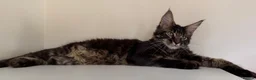 Maine Coon cats for sale: Ready for home pure bred maine coon kittens - Advert 3