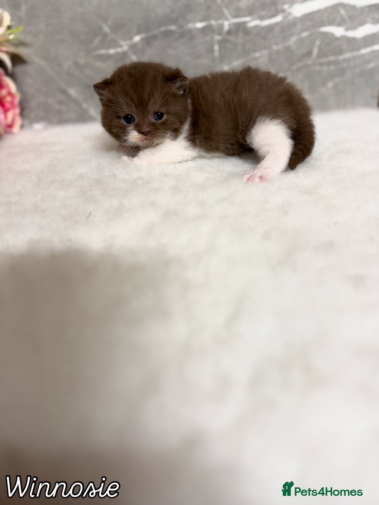 British Shorthair cats BRITISH SHORTHAIR - Full Pedigree/Registered  - Advert 2