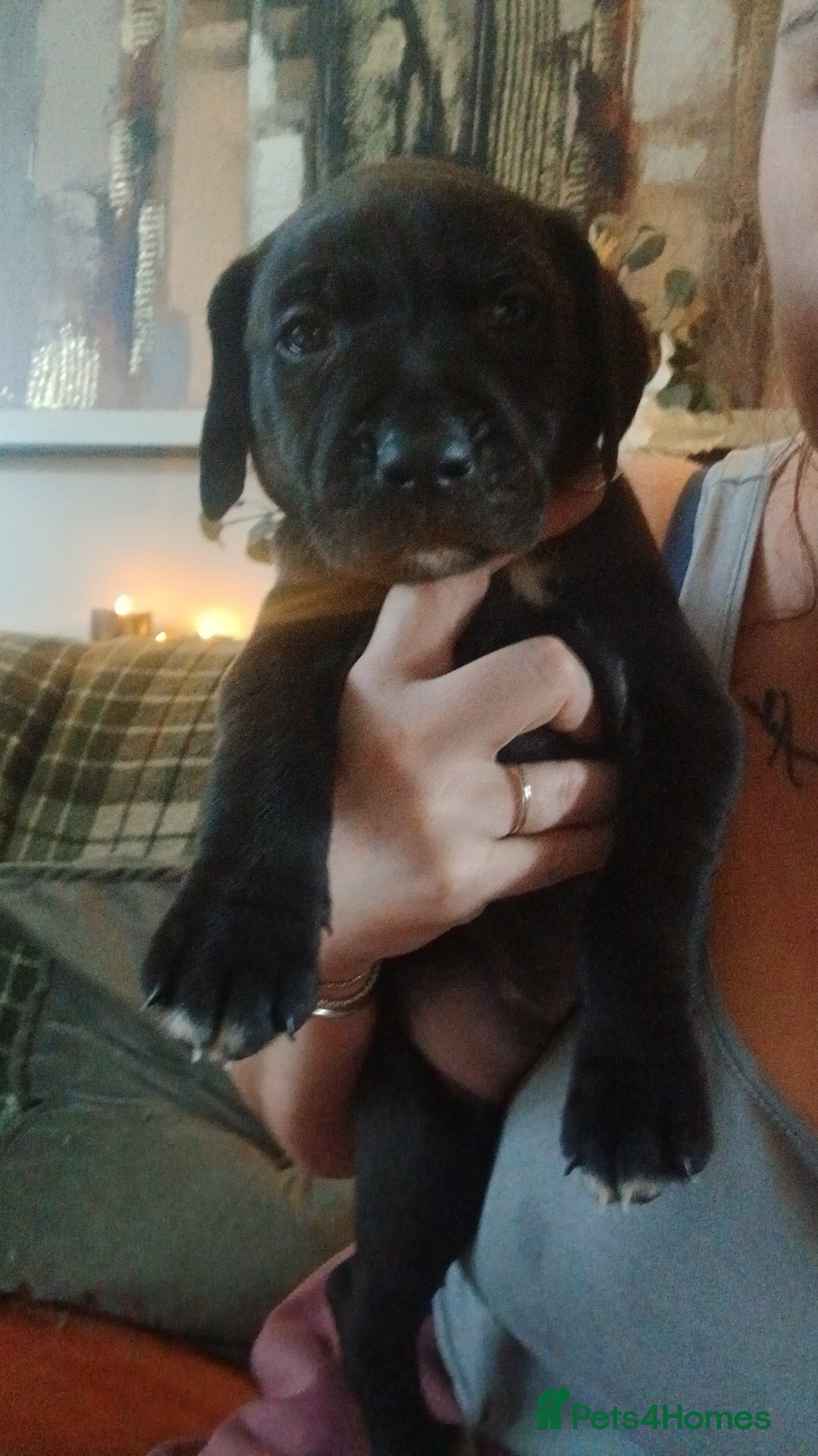 Mixed Breed dogs for sale: Lab cross  - Image 5