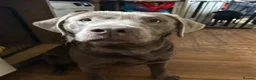 Labrador Retriever dogs for sale: KC Labrador puppies - Advert 7