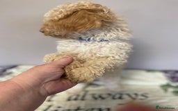 Cockapoo dogs for sale: Cockapoo Puppies 3 vaccines done - Image 15