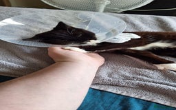 Mixed Breed cats for sale: Astro looking for forever home - Image 3