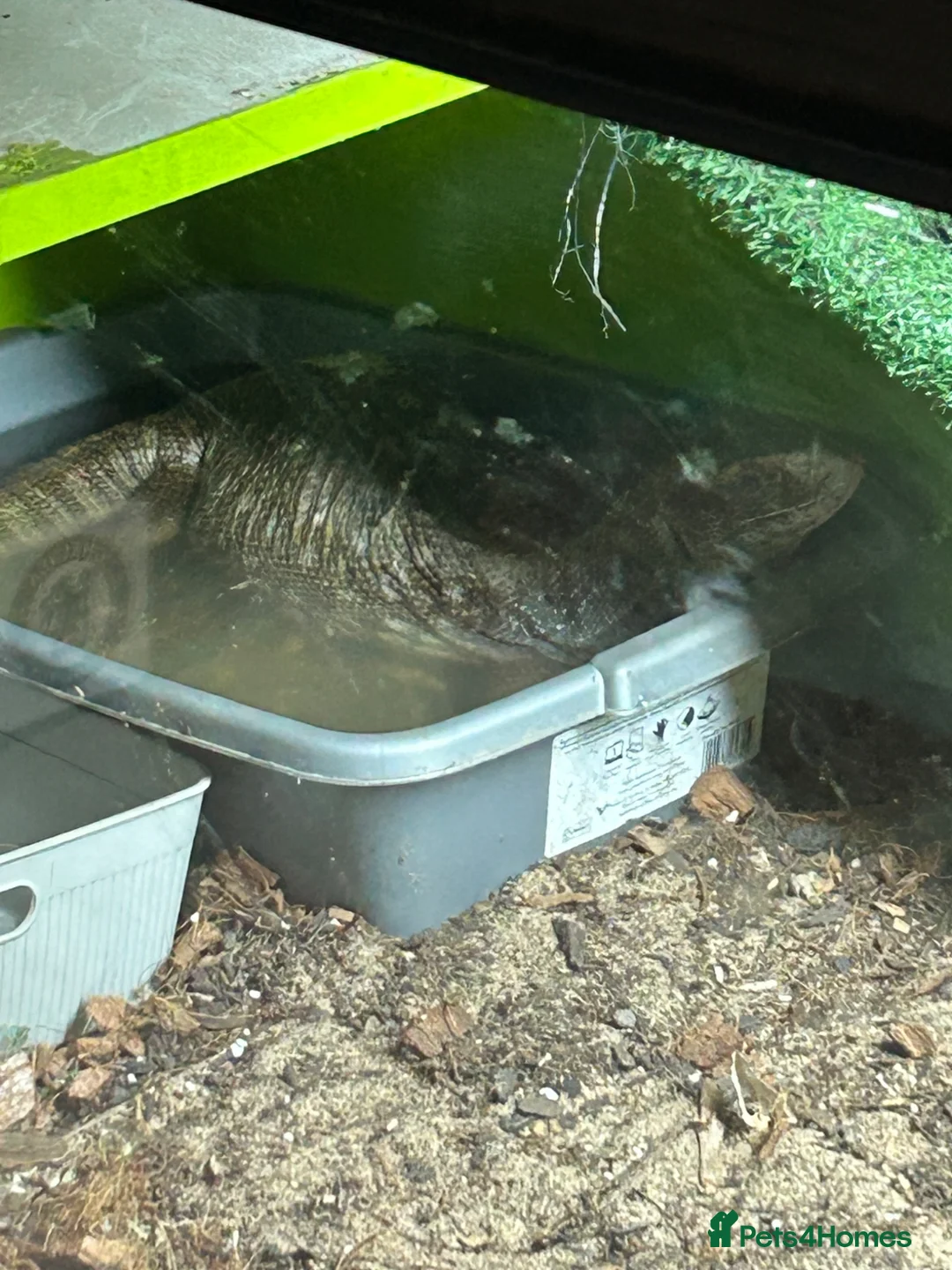 Monitor reptiles for sale: Bosc monitor  in Basildon - Advert 2